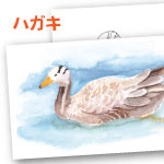 暑中見舞い 水彩 大人の塗り絵 鴨