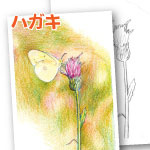 色鉛筆 蝶と花 ぬり絵