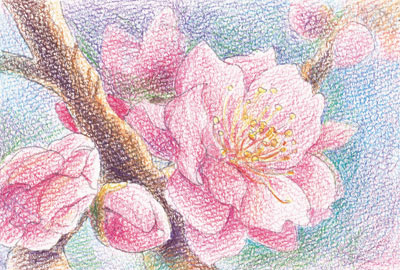 梅の花 色鉛筆画