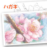 色鉛筆 無料 塗り絵 梅の花