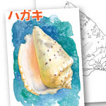 暑中見舞い 水彩 大人の塗り絵 貝殻 静物画