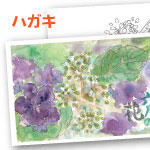 水彩画 6月の花(紫陽花) 大人の塗り絵