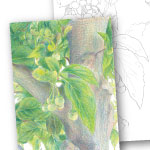 色鉛筆 植物画エゴノキ ぬり絵