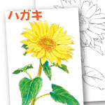 色鉛筆 向日葵 ぬり絵