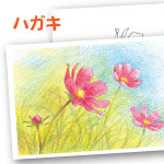 色鉛筆 秋桜 ぬり絵